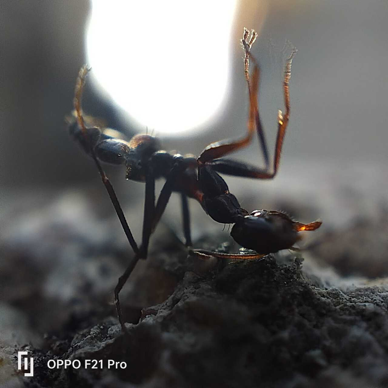 oppo f21s pro micro lens