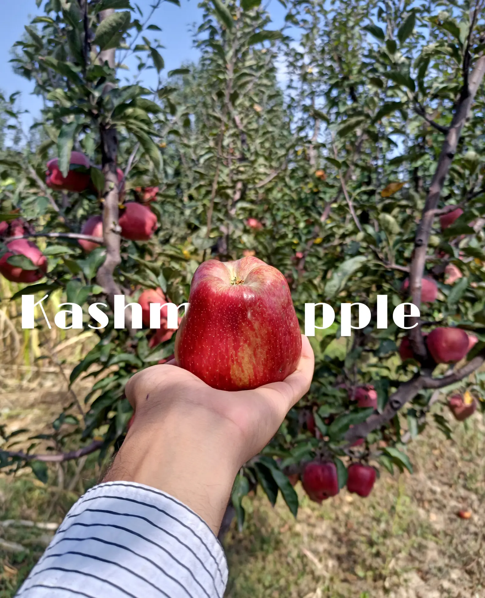 Golden Kasmiri Apple